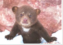 Tuesday December 13, 2005 20:17 - bear.jpg