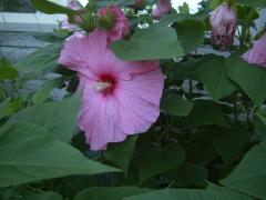 Tuesday August 08, 2006 15:27 - SUC40057.jpg