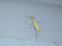 Friday August 18, 2006 13:46 - SUC40102.jpg