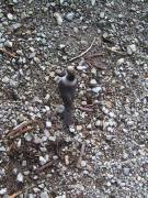 Sunday October 14, 2007 13:56 - SUC40003-1.jpg