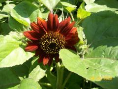 Monday August 04, 2008 12:38 - 100_1497.jpg