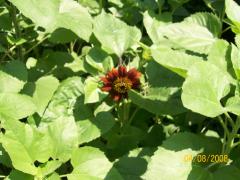 Monday August 04, 2008 12:39 - 100_1498.jpg