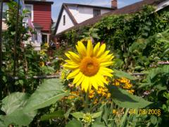 Monday August 04, 2008 12:39 - 100_1500.jpg