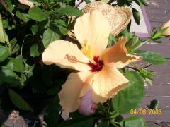 Monday August 04, 2008 12:41 - 100_1503.jpg