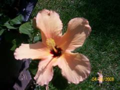 Monday August 04, 2008 12:41 - 100_1504.jpg