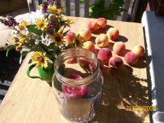 Thursday August 21, 2008 10:19 - 100_1679.jpg