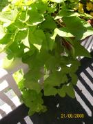 Thursday August 21, 2008 10:19 - 100_1680.jpg