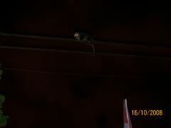 Thursday October 16, 2008 11:01 - 100_2131.JPG