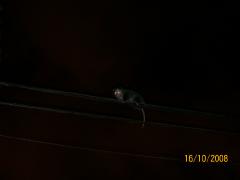 Thursday October 16, 2008 11:01 - 100_2132.JPG