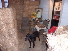 Saturday November 06, 2010 15:15 - P1010396.JPG