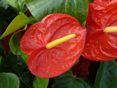 Sunday November 07, 2010 12:43 - P1010430.JPG