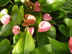 Sunday November 07, 2010 12:44 - P1010432.JPG