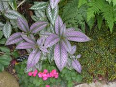 Sunday November 07, 2010 12:50 - P1010437.JPG