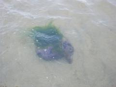 Tuesday July 12, 2011 10:40 - 100_1104.JPG