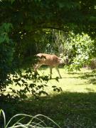 Tuesday July 05, 2011 12:48 - P1020443.JPG