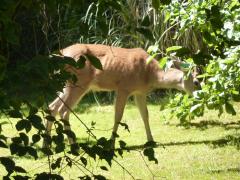 Tuesday July 05, 2011 12:49 - P1020444.JPG