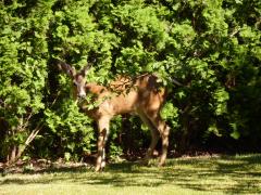 Tuesday July 05, 2011 16:29 - P1020458.JPG