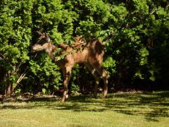 Tuesday July 05, 2011 16:29 - P1020459.JPG