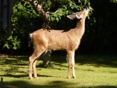 Tuesday July 05, 2011 16:31 - P1020460.JPG