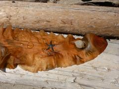 Wednesday July 06, 2011 14:23 - P1020491.JPG