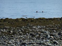 Wednesday July 06, 2011 16:24 - P1020500.JPG