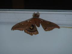 Thursday July 07, 2011 09:06 - P1020536.JPG