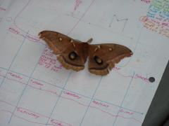 Thursday July 07, 2011 09:15 - P1020537.JPG