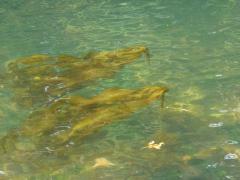 Sunday July 10, 2011 10:02 - P1020624.JPG