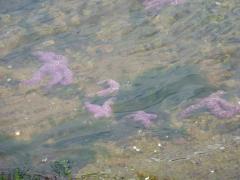 Sunday July 10, 2011 10:40 - P1020638.JPG