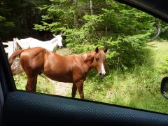 Sunday July 10, 2011 13:44 - P1020655.JPG