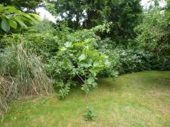 Monday July 11, 2011 17:57 - P1020700.JPG