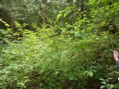 Tuesday July 12, 2011 14:36 - P1020720.JPG