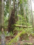 Tuesday July 12, 2011 14:49 - P1020730.JPG