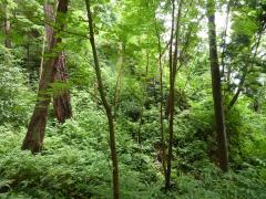 Sunday July 17, 2011 14:30 - P1020817.JPG